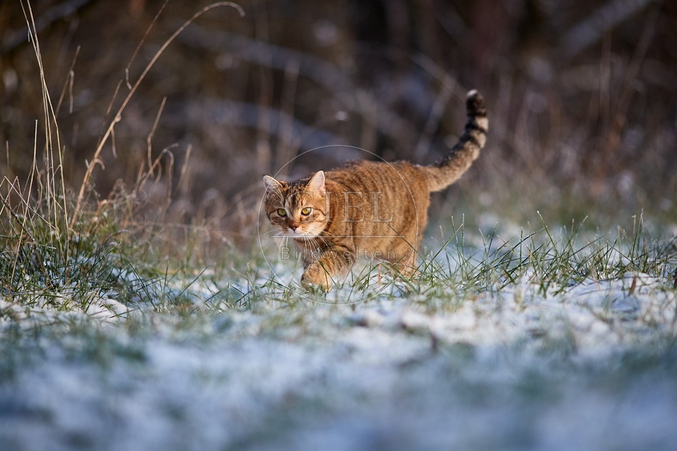 109107 Hauskatze
