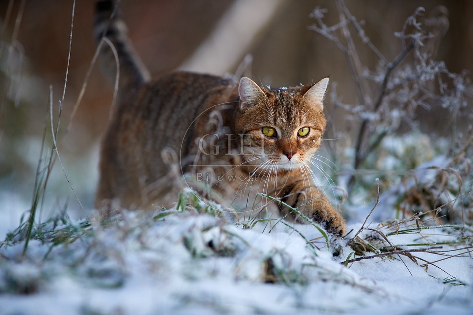 109116 Hauskatze