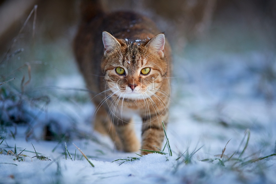 109117 Hauskatze