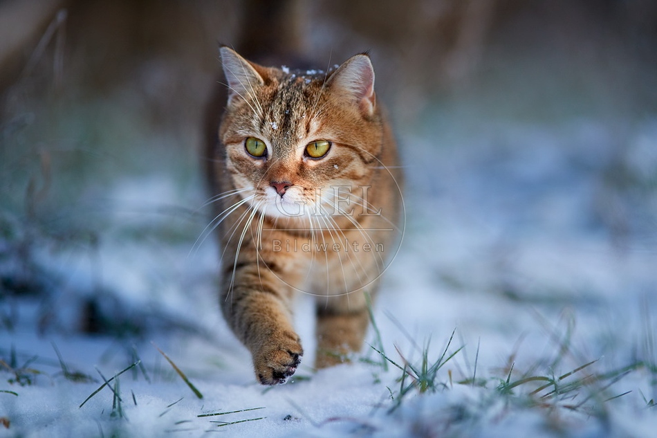 109118 Hauskatze