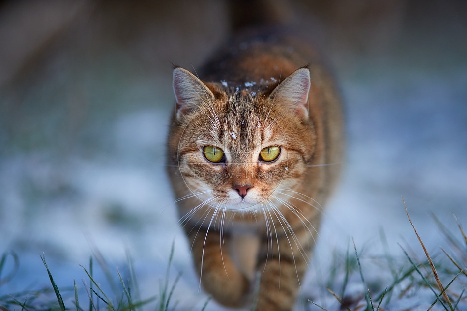 109122 Hauskatze