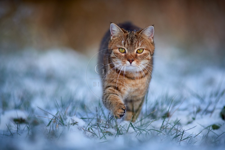 109127 Hauskatze