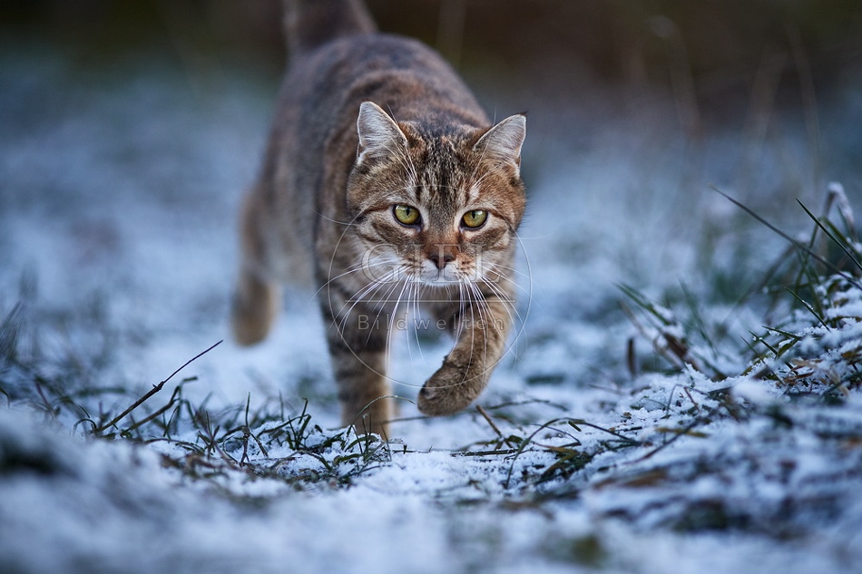 109242 Hauskatze