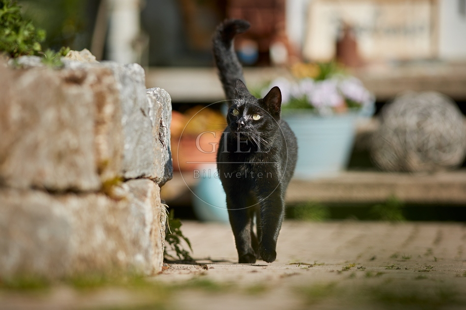110085 Schwarze Katze