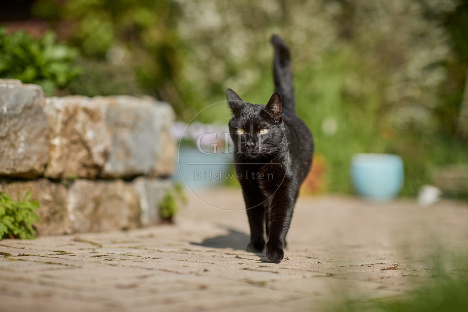 110086 Schwarze Katze