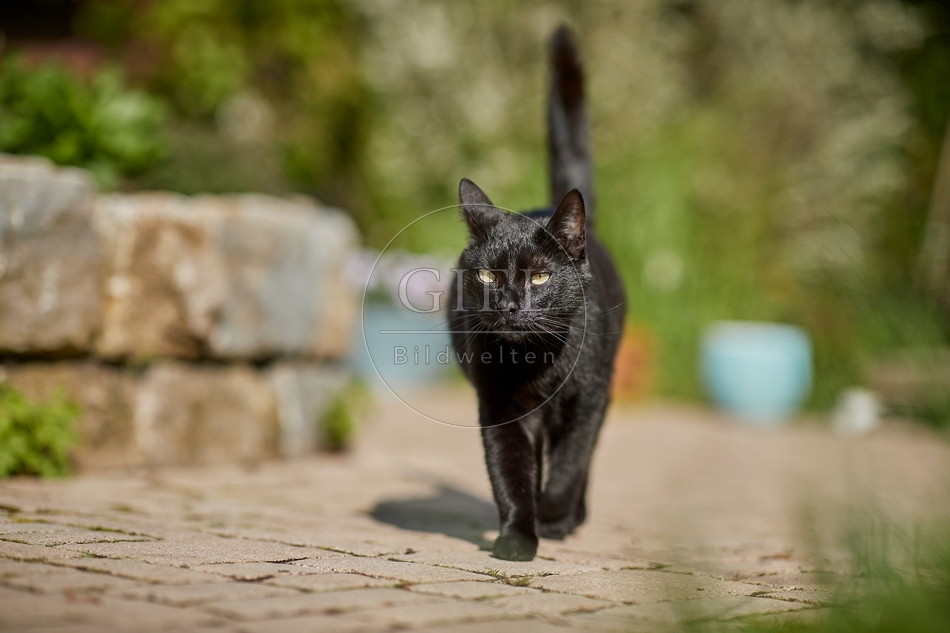 110087 Schwarze Katze