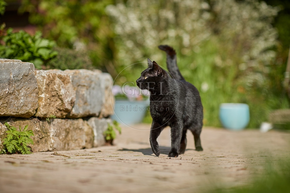 110088 Schwarze Katze