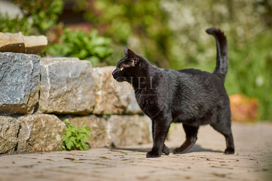 110089 Schwarze Katze