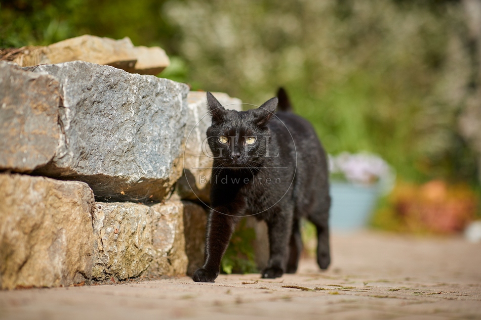 110090 Schwarze Katze