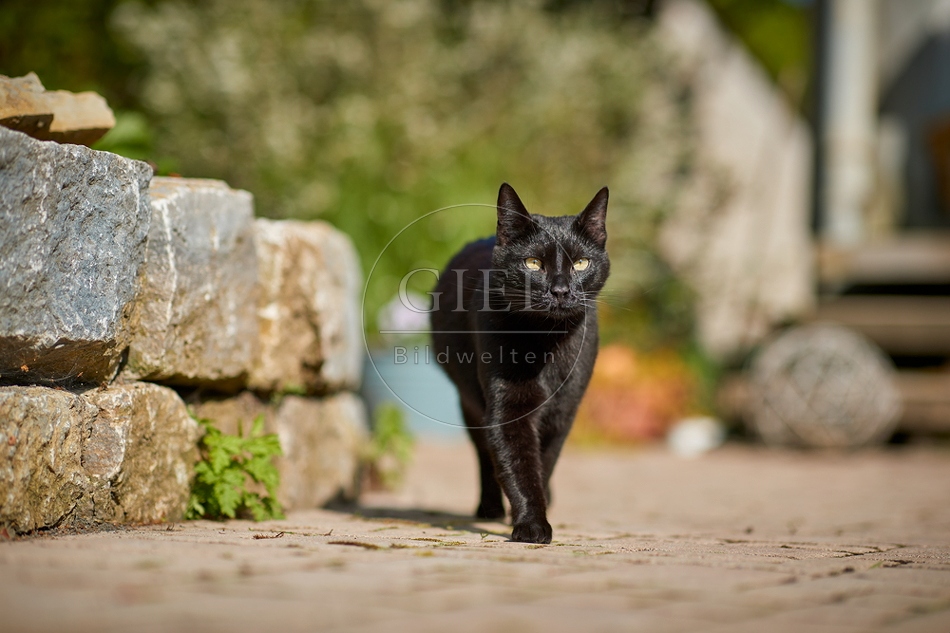 110091 Schwarze Katze