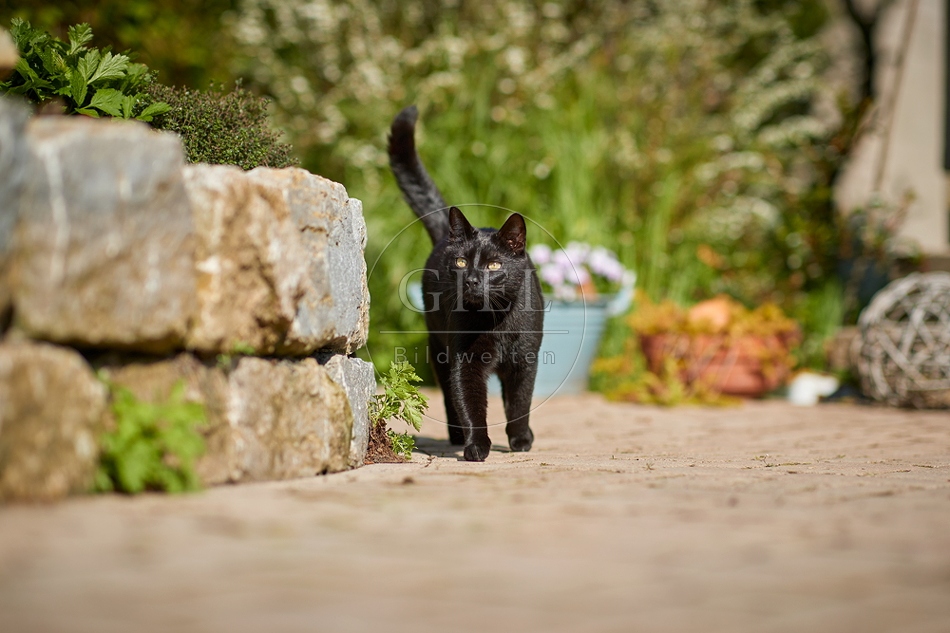 110092 Schwarze Katze