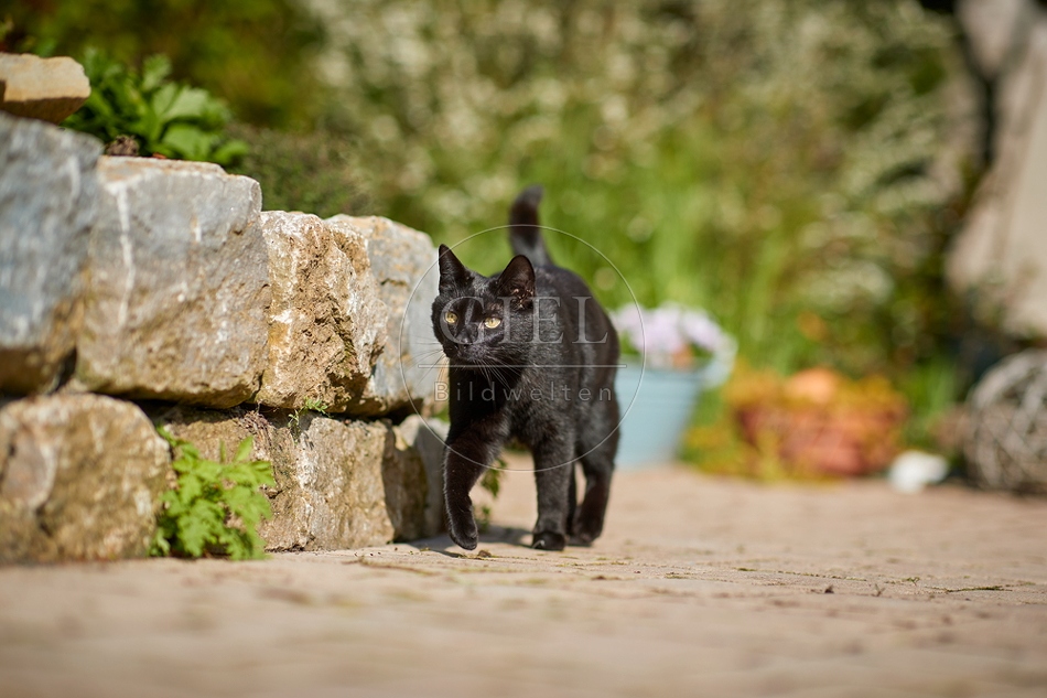 110093 Schwarze Katze