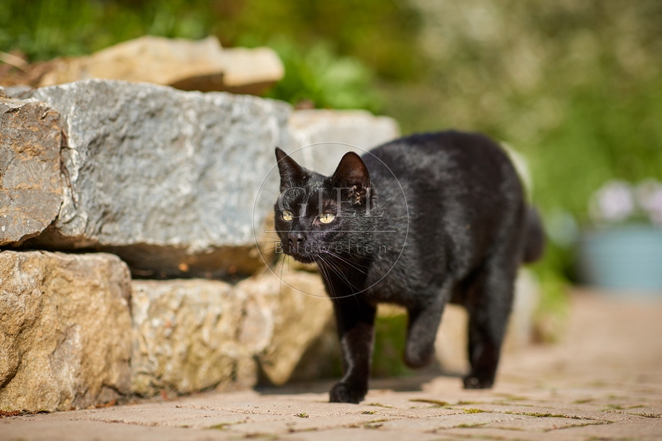 110094 Schwarze Katze