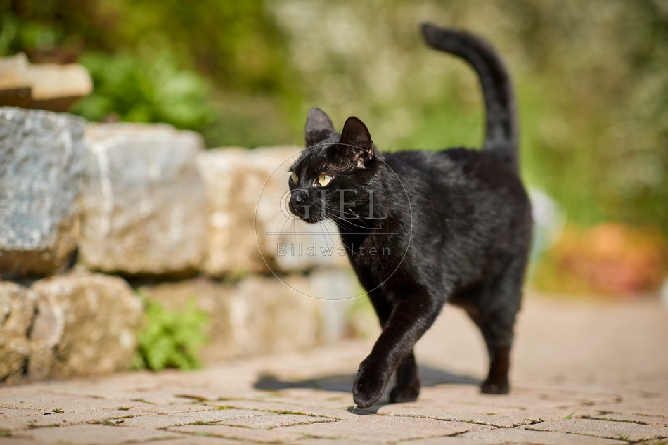 110095 Schwarze Katze