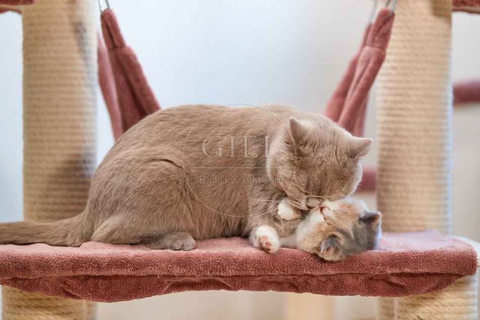 110197 Britisch Kurzhaar Katze mit Kätzchen