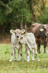 110630 Allgäuer Braunvieh, zwei Kälber