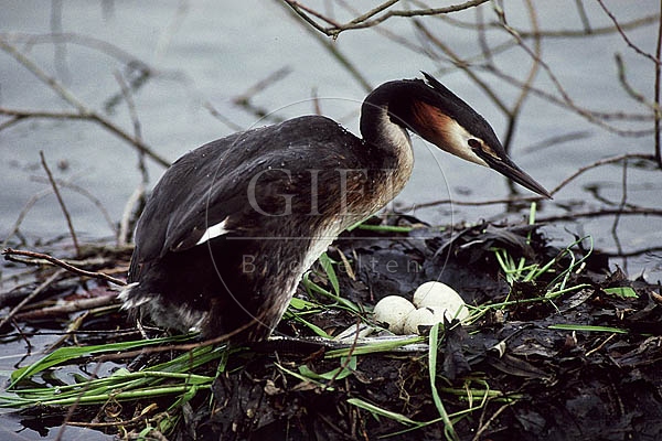 OG1-314 Haubentaucher steigt auf  Nest