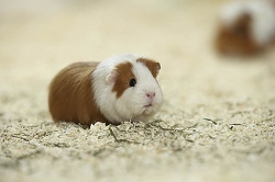 Meerschweinchen