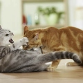026268 Hauskatze und Britisch Kurzhaar Katze