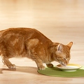032164 Hauskatze