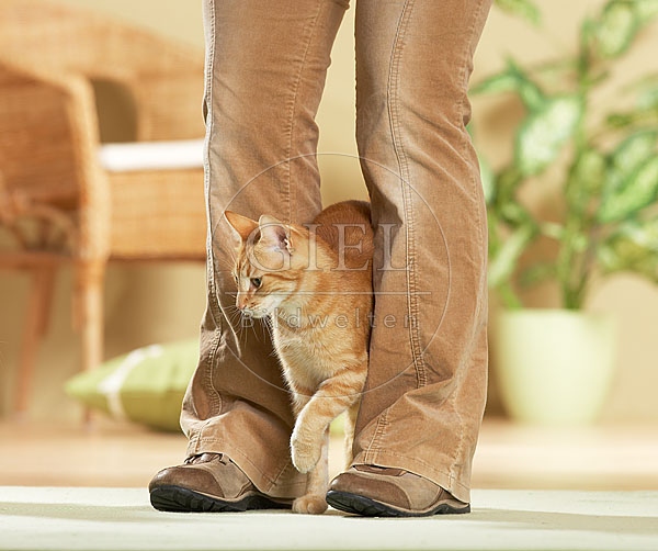 032833 Hauskatze streicht um Beine