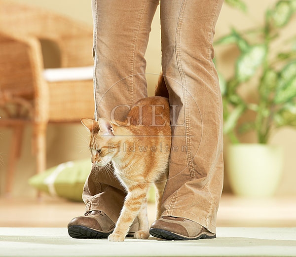 032834 Hauskatze streicht um Beine