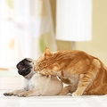 033143 Mopswelpe und Hauskatze