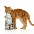 039453 Hauskatze und Britisch Kurzhaar Kaetzchen
