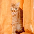 040607 Hauskatze