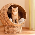 042825 Hauskatze