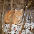 042910 Hauskatze