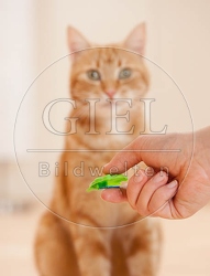 043265 Knackfrosch in Hand