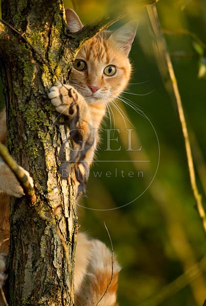 Hauskatze, rot getiegert 047709.jpg