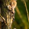 047710 Hauskatze