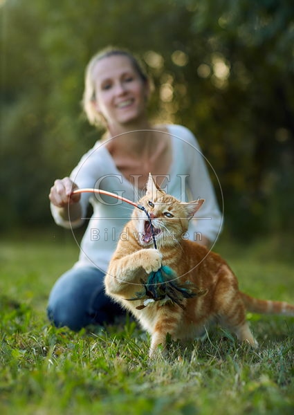 Frau spielt mit Hauskatze, rot getiegert 083398.jpg