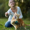 083398 Frau spielt mit Hauskatze