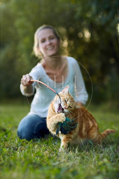 Frau spielt mit Hauskatze, rot getiegert 083399.jpg