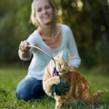 083399 Frau spielt mit Hauskatze