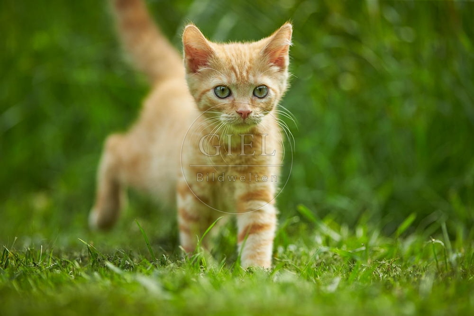 junge Hauskatze im Garten, rot getiegert 098891.jpg