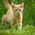 098891 junge Hauskatze