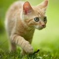 098901 junge Hauskatze