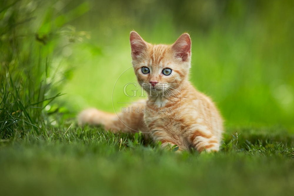 junge Hauskatze im Garten, rot getiegert 098905.jpg