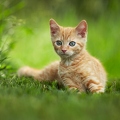 098905 junge Hauskatze