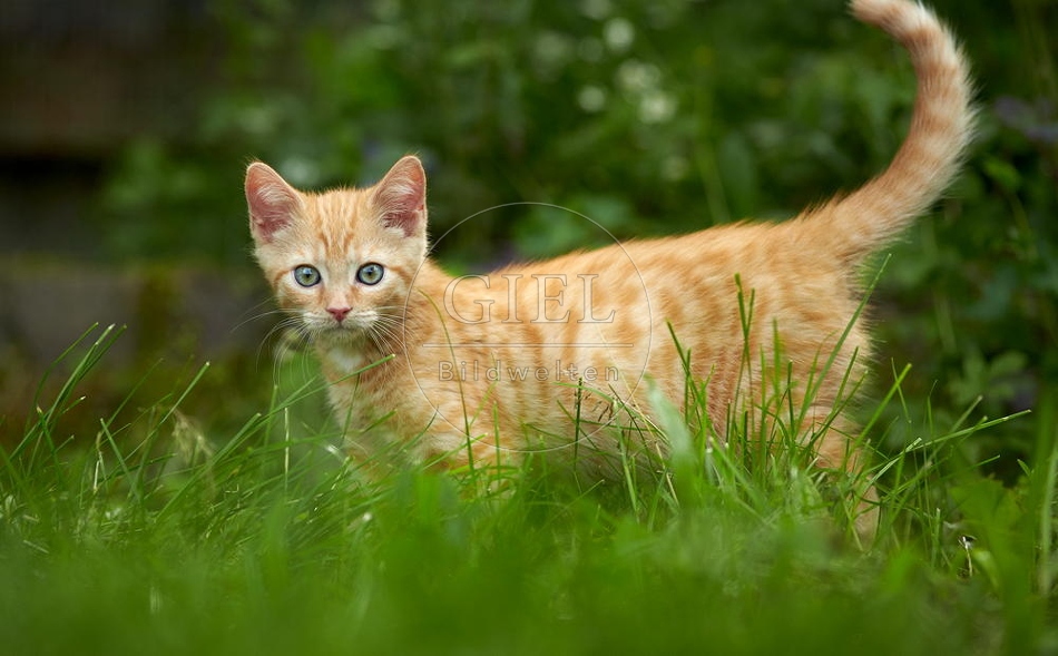 junge Hauskatze im Garten, rot getiegert 098908.jpg