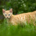 098908 junge Hauskatze