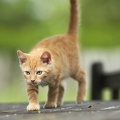 098911 junge Hauskatze