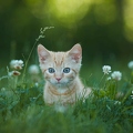 101974 junge Hauskatze, Kaetzchen