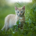 101981 junge Hauskatze, Kaetzchen