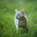 102000 junge Hauskatze, Kaetzchen