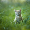 102001 junge Hauskatze, Kaetzchen